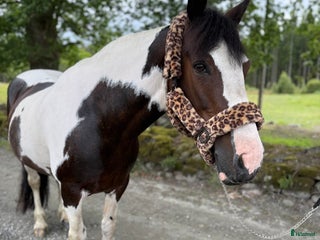 hästar Vackert och snällt sto. i Hindås - Annons 18