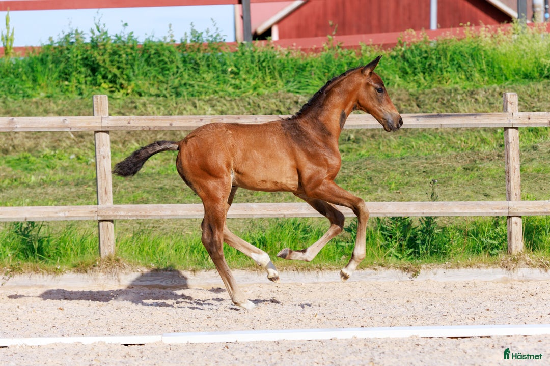 Dressyr hästar till salu: Premieföl med välmeriterat möderne i Salbohed - Annons 3