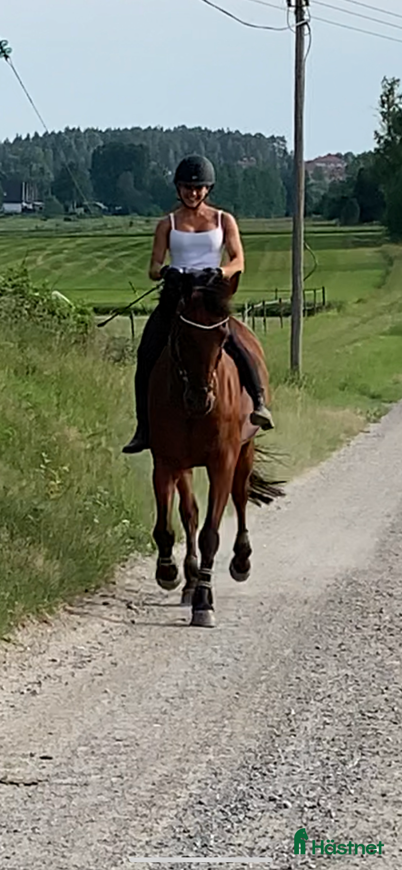  hästar En go häst att göra lite av varje med i Vallentuna - Annons 3