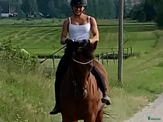 hästar En go häst att göra lite av varje med i Vallentuna - Annons 3