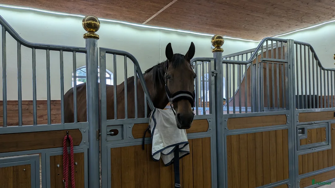  foderhäst finnes: Golly söker fodervärd/ev senare köp i Lyrestad - Annons 10