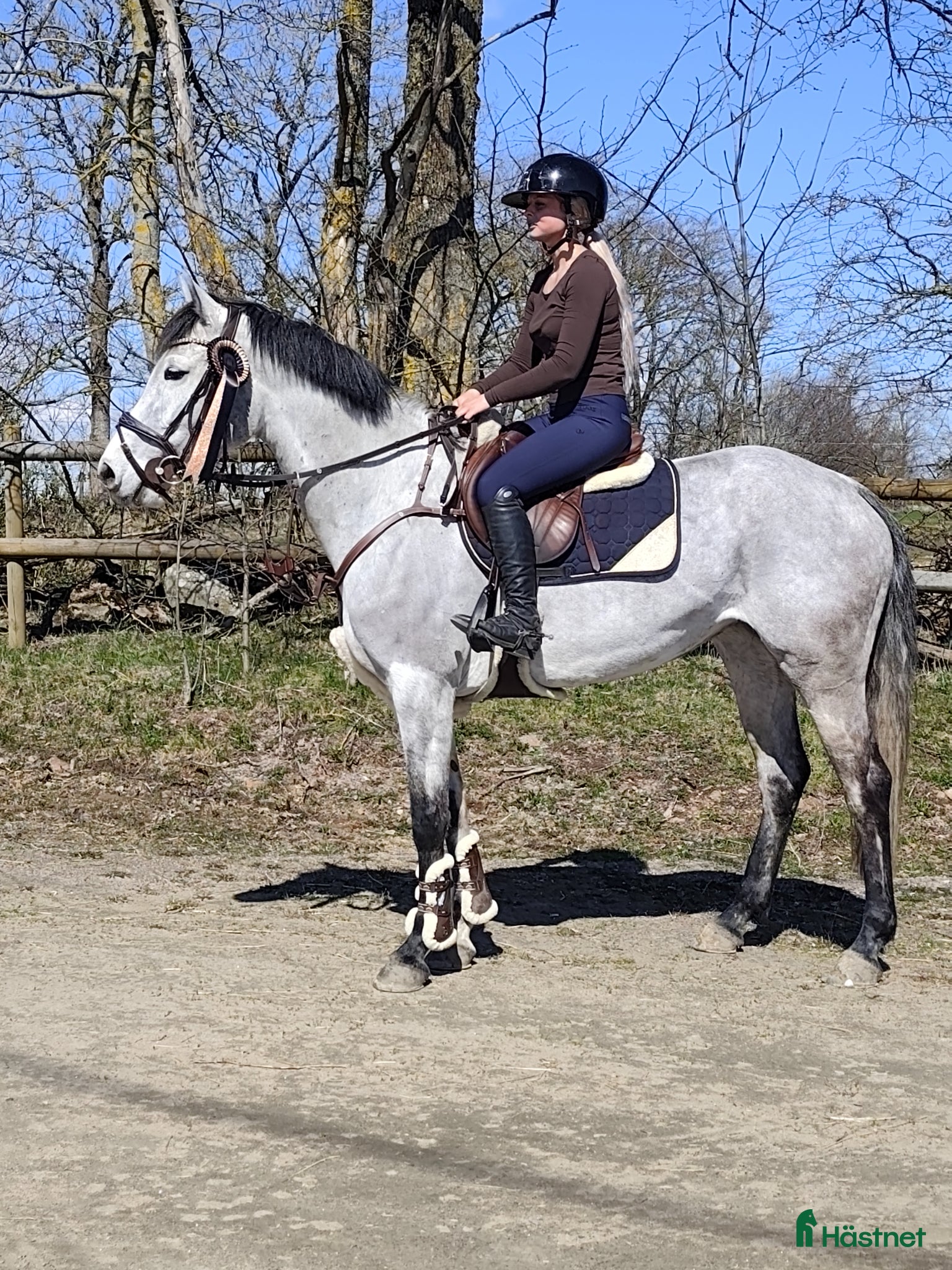  hästar Trevlig allroundhäst som söker sin nya kompis. - Annons 12