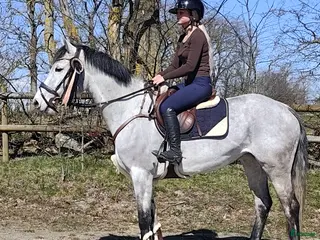 hästar Trevlig allroundhäst som söker sin nya kompis. - Annons 12