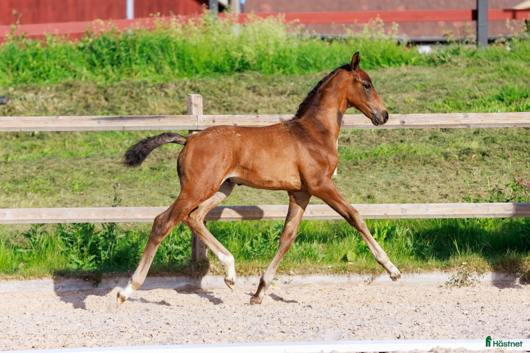 Dressyr hästar till salu: Premieföl med välmeriterat möderne i Salbohed - Annons 2