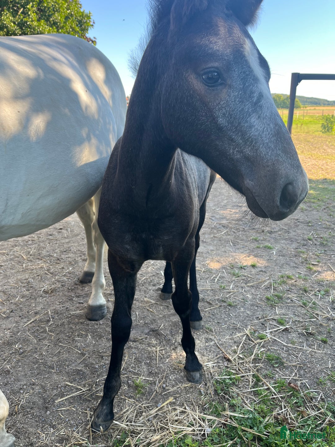 Allround hästar till salu: Välhanterad connemara i Getinge - Annons 8
