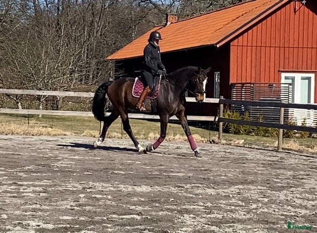  hästar En framtida stjärna i Växjö - Annons 18