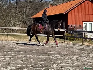 hästar En framtida stjärna i Växjö - Annons 12