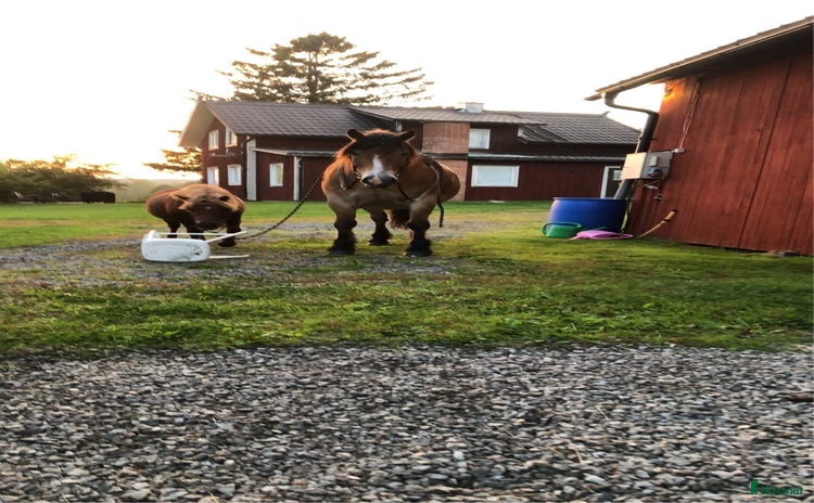  hästar i Gunnarskog - Annons 17