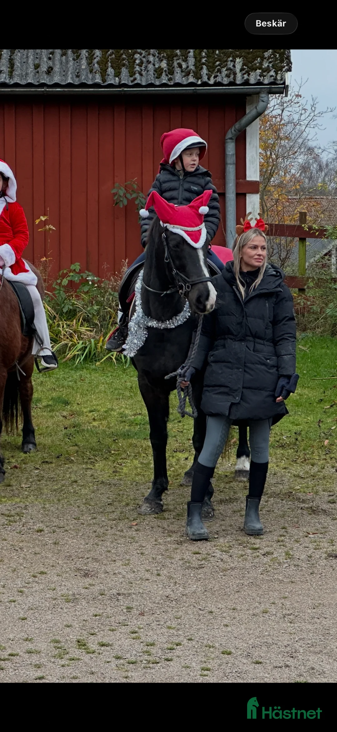 Allround hästar till salu: Trevligt sto  - Annons 5