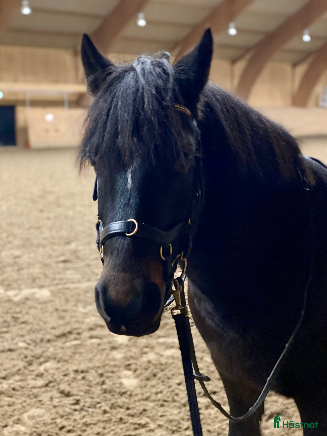 Allround hästar till salu: Häst för uteritter/sällskap i Danderyd - Annons 1