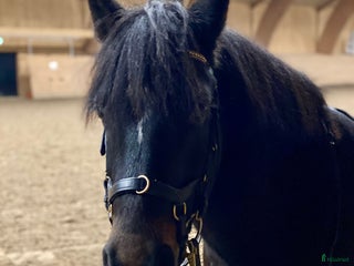 hästar Häst för uteritter/sällskap i Danderyd - Annons 9