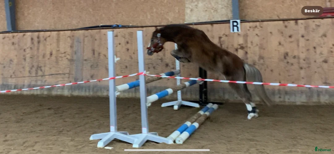 Allround hästar till salu: Världens bästa ponny 🦄 - Annons 2