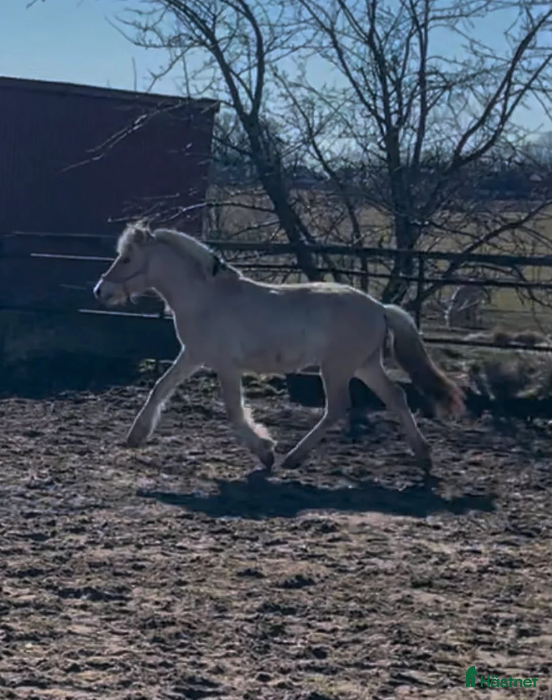 Allround hästar till salu: Rörlig 1 års hingst/ hingstämne  - Annons 2
