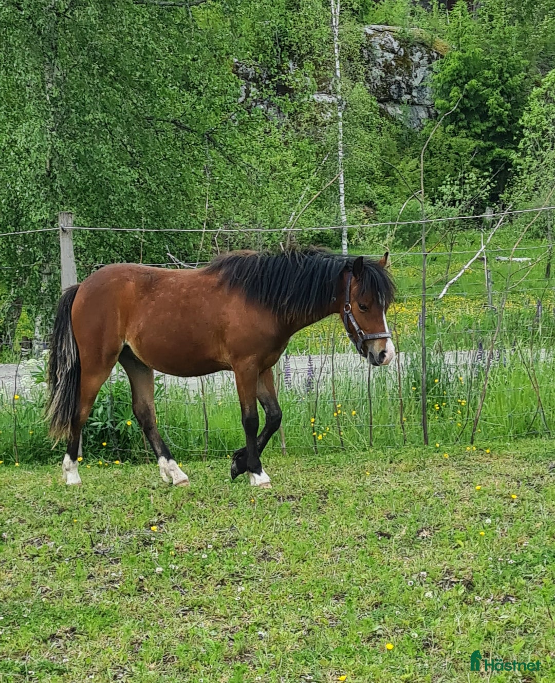 Övrigt hästar till salu: Welsh hingst i Årjäng - Annons 3