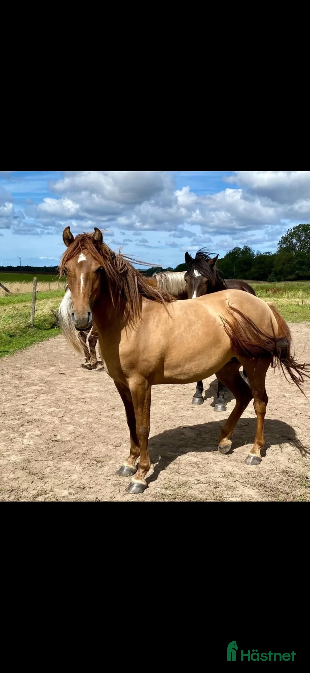 Allround hästar till salu: 3-årigt Morgansto till salu  - Annons 2
