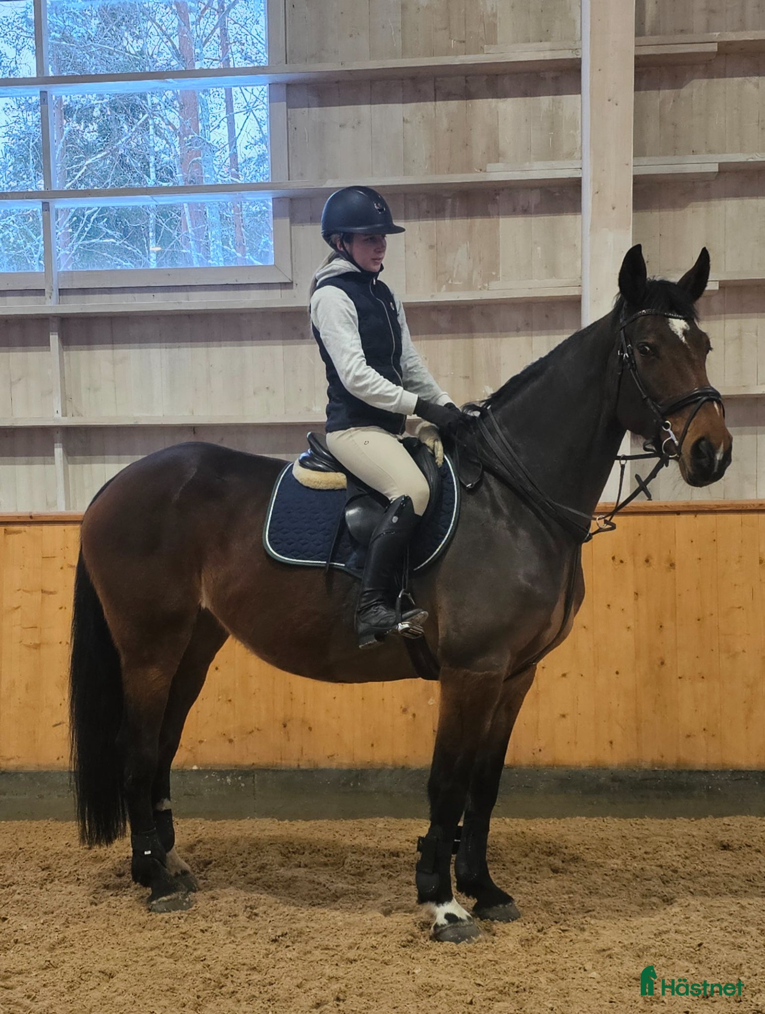 Hoppning hästar till salu: Vacker tjej med glimten i ögat. - Annons 2
