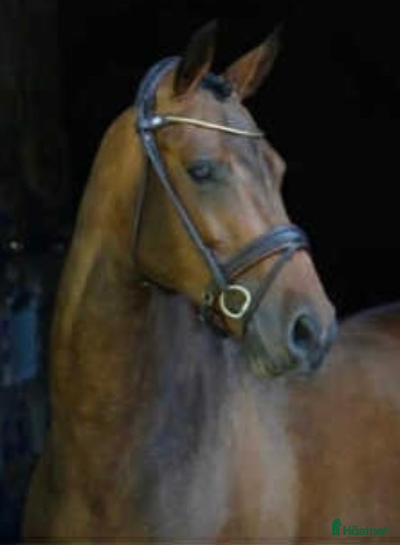  hästar Fantastiskt avelssto som är dräktigt 🩷 - Annons 16