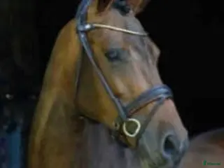 hästar Fantastiskt avelssto som är dräktigt 🩷 - Annons 1