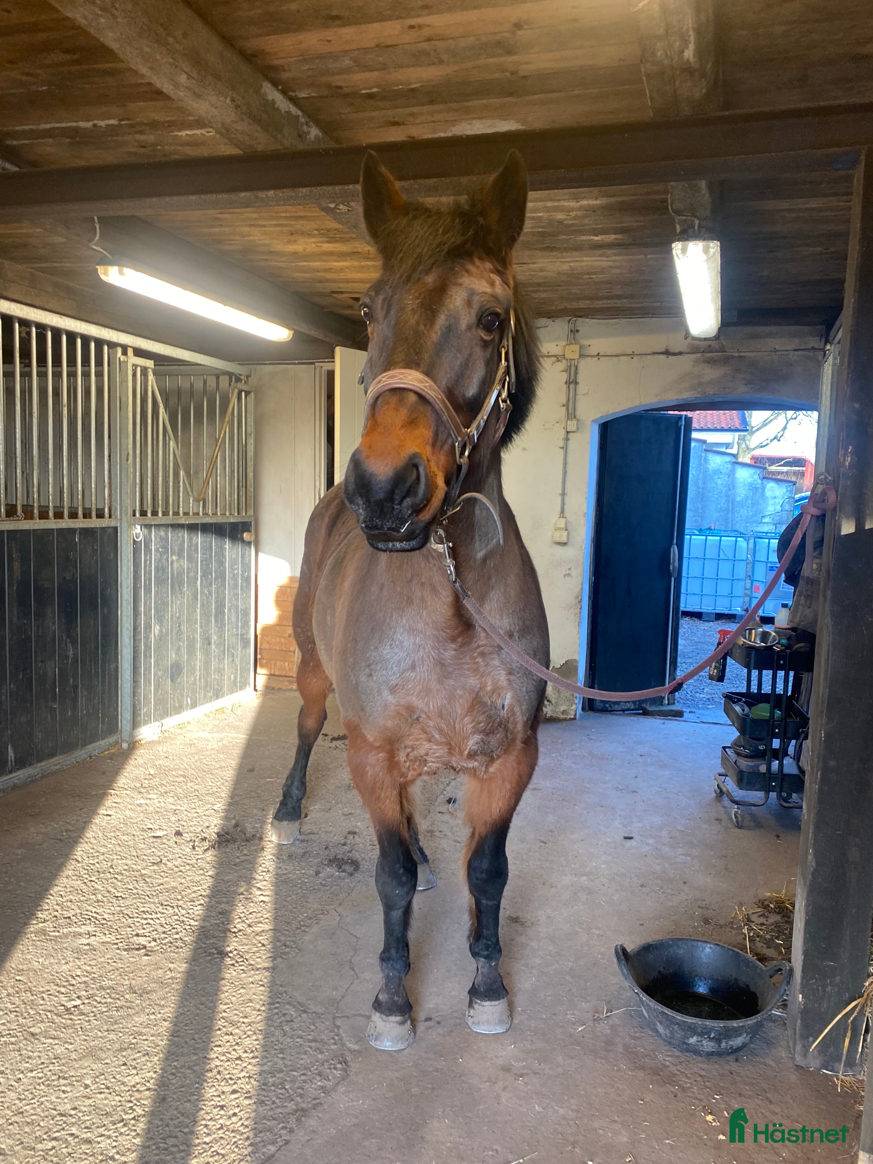  hästar Trevlig valack för lättare ridning  i Eslöv - Annons 2