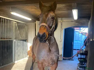 hästar Trevlig valack för lättare ridning i Eslöv - Annons 2