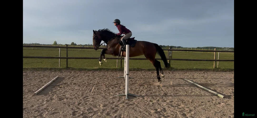  stallplats finnes: Stallplats / lösdrift sökes utanför Malmö - Annons 1