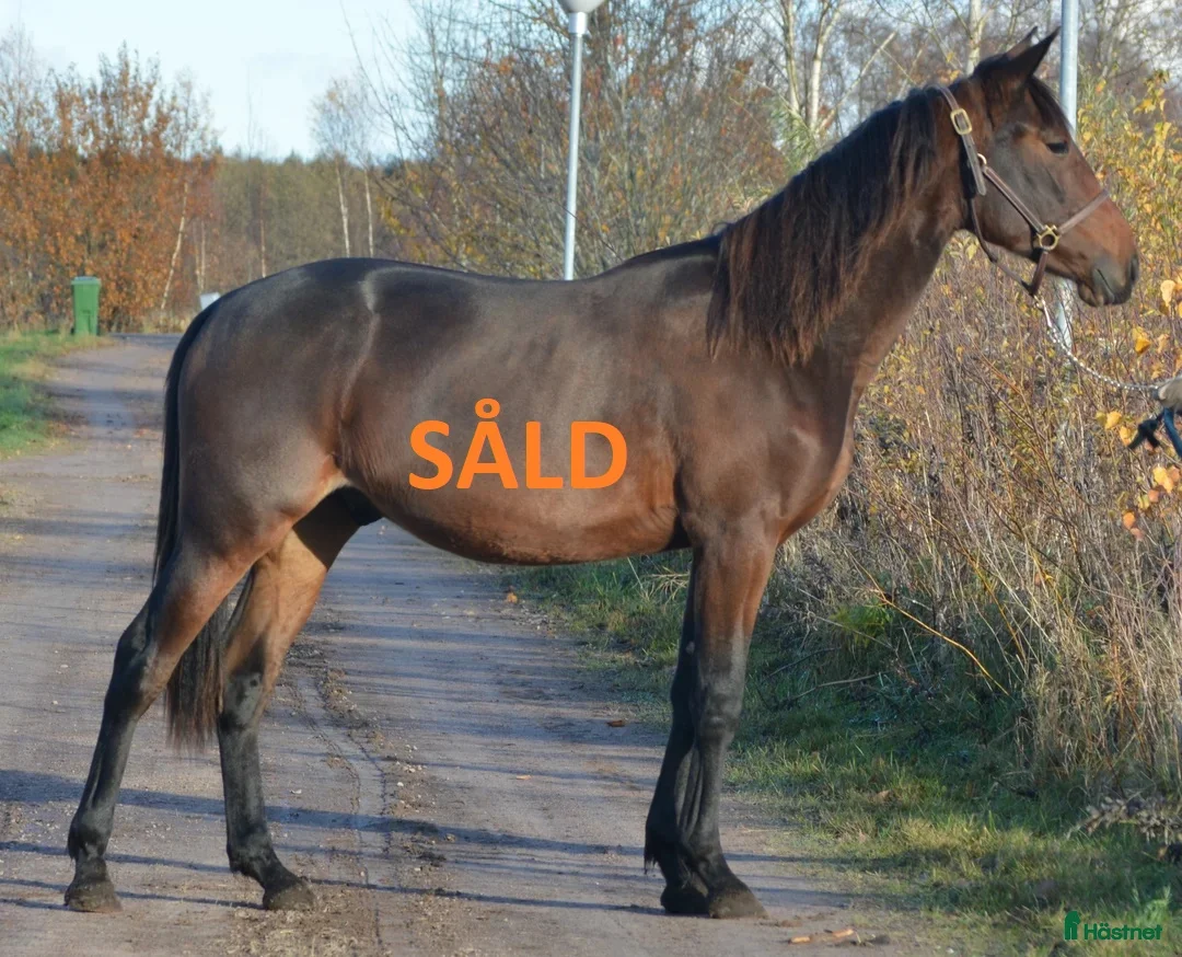 Trav hästar till salu: TOPP STAMMAD READLY EXPRESS PÅ CANTAB HALL SÄLJES - Annons 9