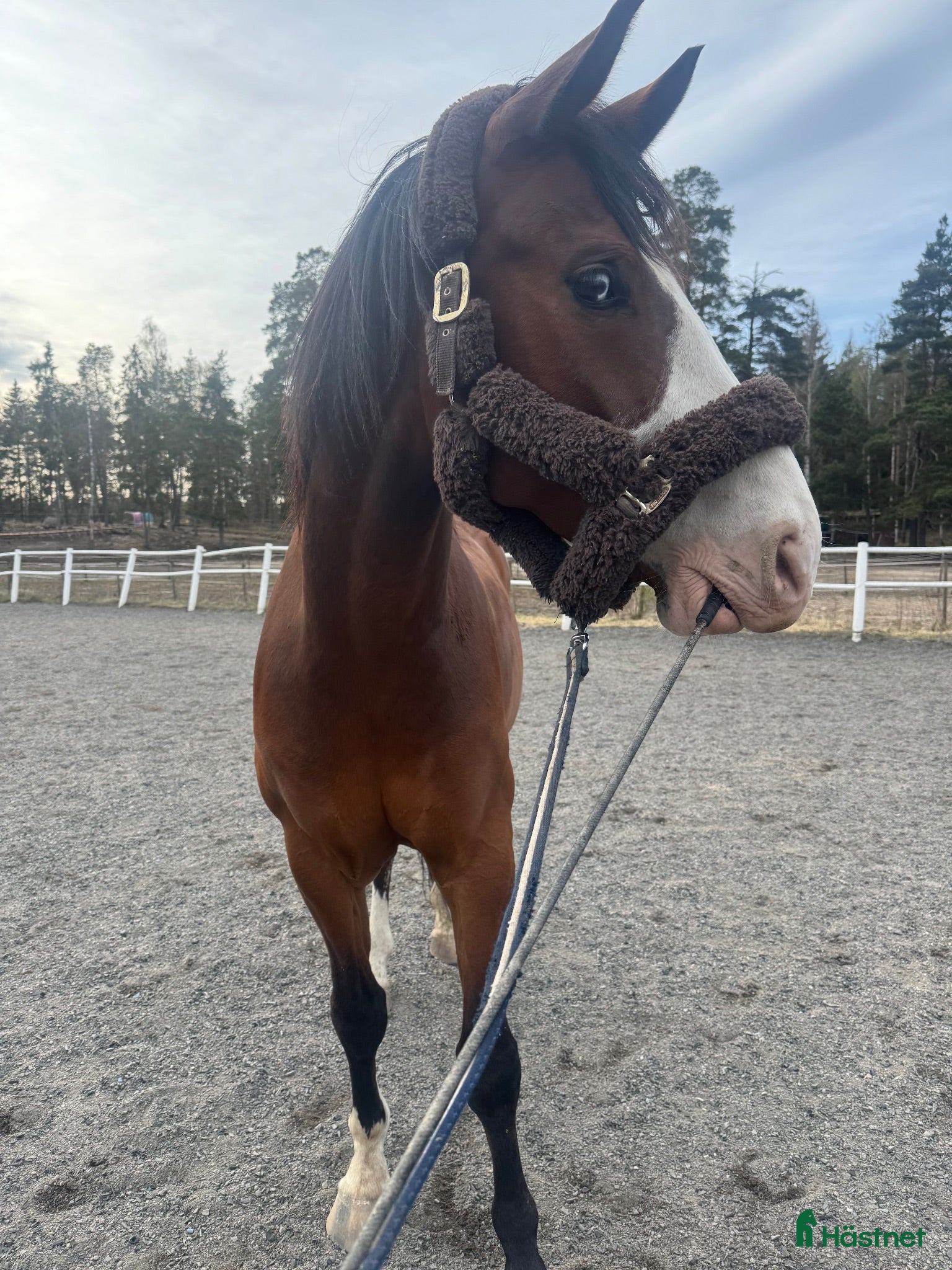  stallplats Ledig stallplats i trevligt stall m ridhus - Täby - Annons 1