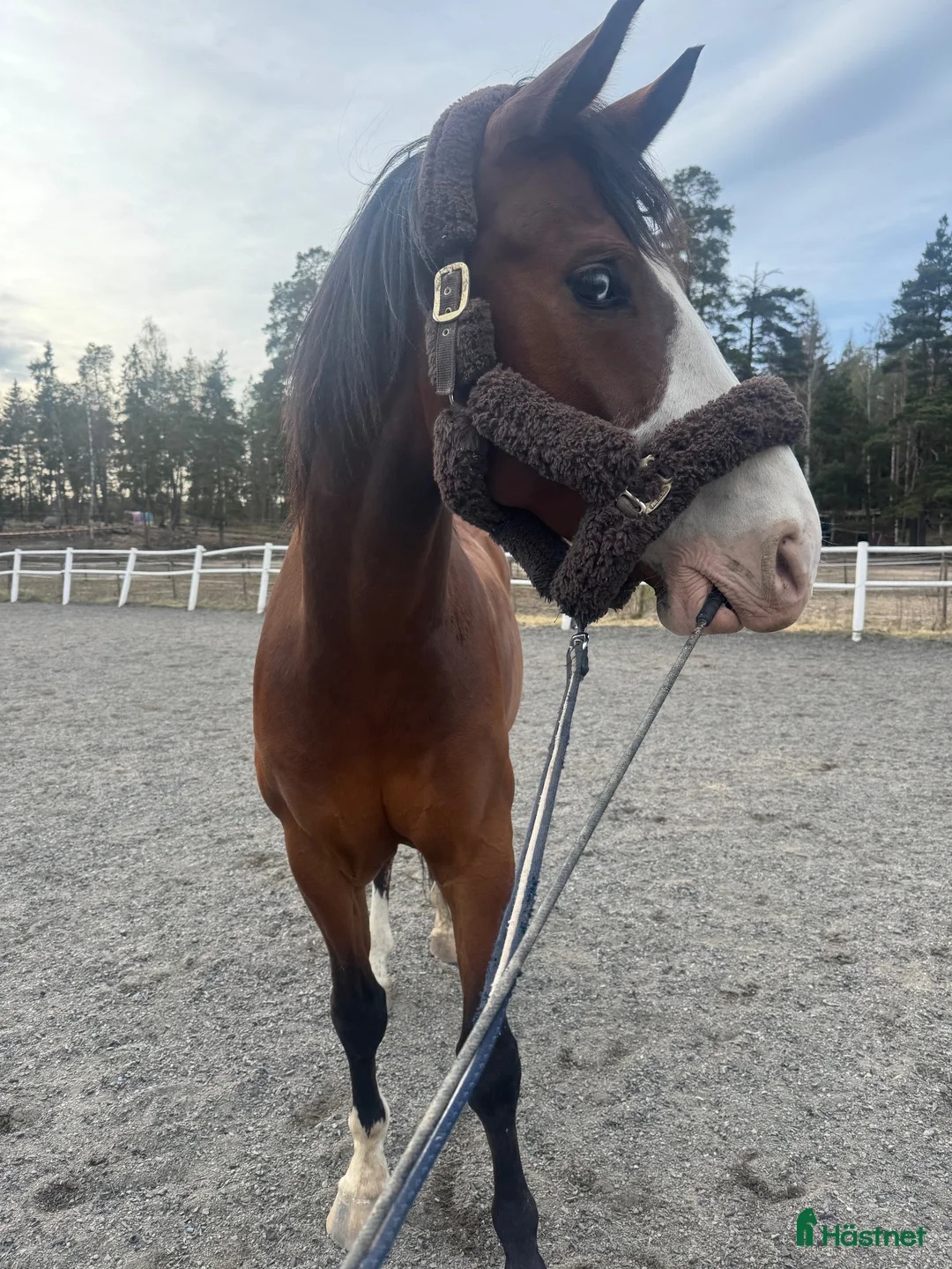  stallplats finnes: Ledig stallplats i trevligt stall m ridhus - Täby - Annons 1