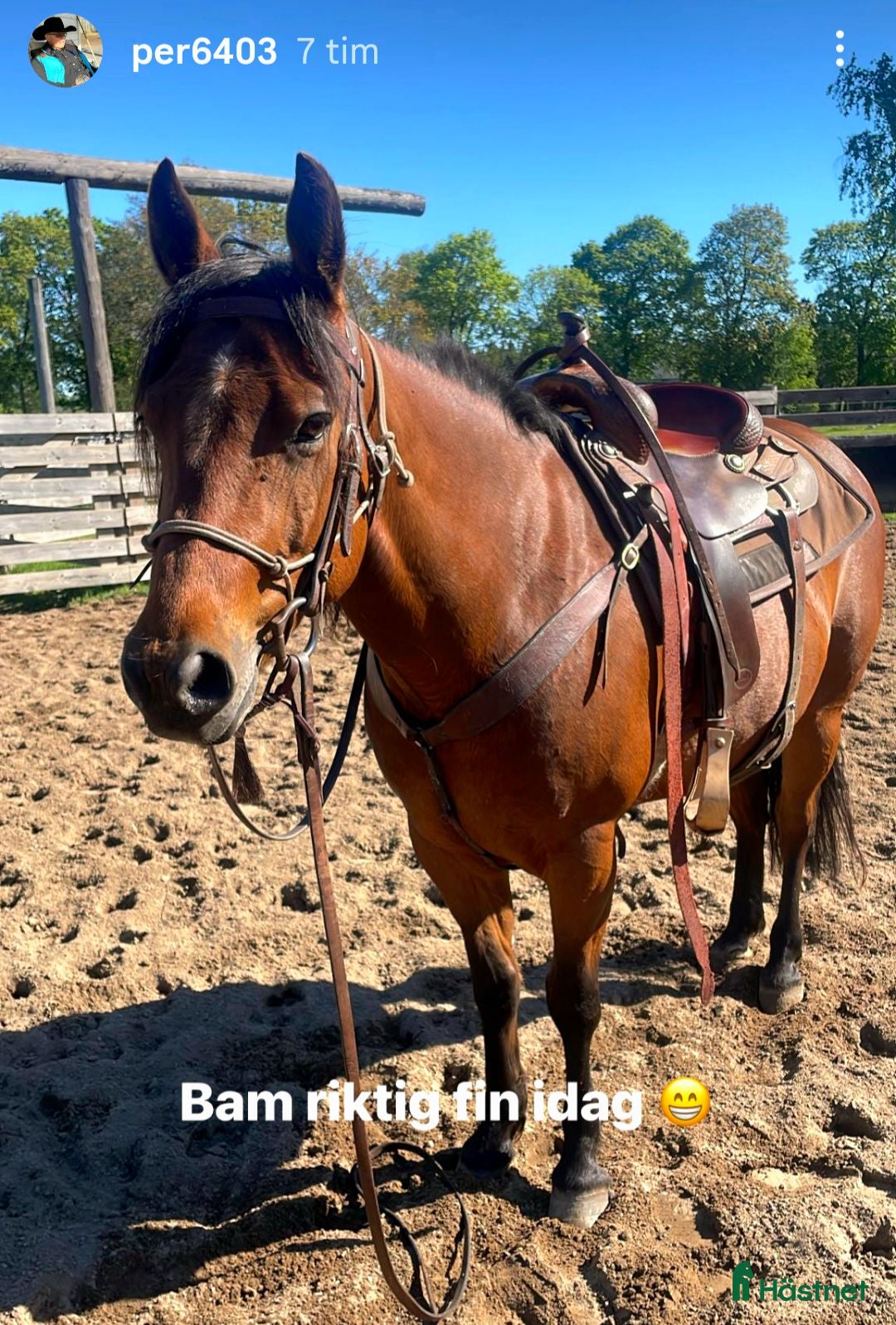  hästar Exagerating Bam - Annons 2