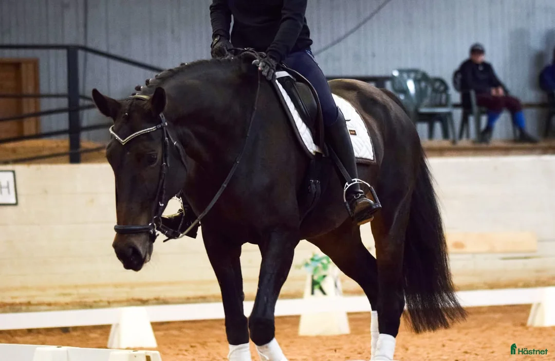 Allround hästar till salu: Light Even ts (SWB) - Annons 1