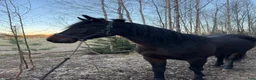 Övrigt hästar till salu: Vacker valack  - Annons 3