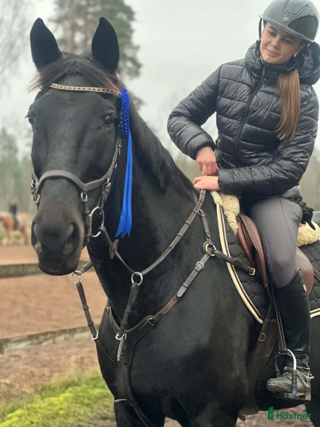 Allround hästar sökes: Mor/ dotterhäst - Annons 1