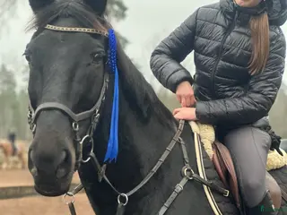 hästar Mor/ dotterhäst - Annons 1