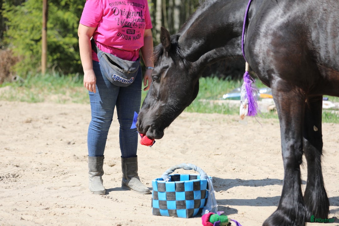 Allround hästar till salu: **Exceptional Horse for Sale** - Annons 12