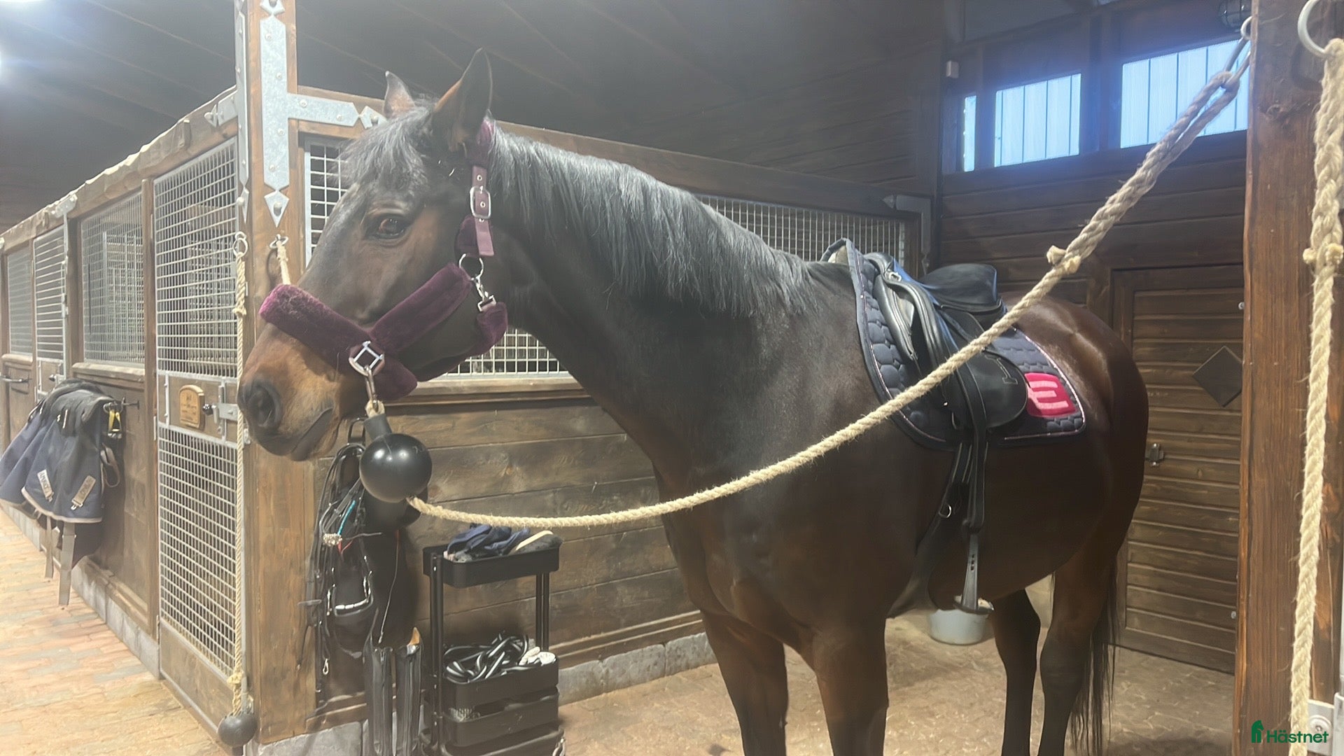  hästar Häst med kapacitet i Henån - Annons 14