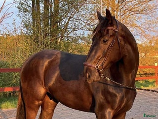 hästar Välstammad & lovande 3-åring i Mönsterås - Annons 1