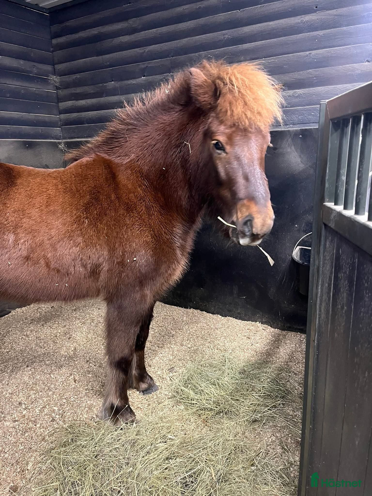  hästar Islandshäst fux sto  - Annons 1