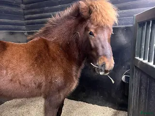 hästar Islandshäst fux sto - Annons 1