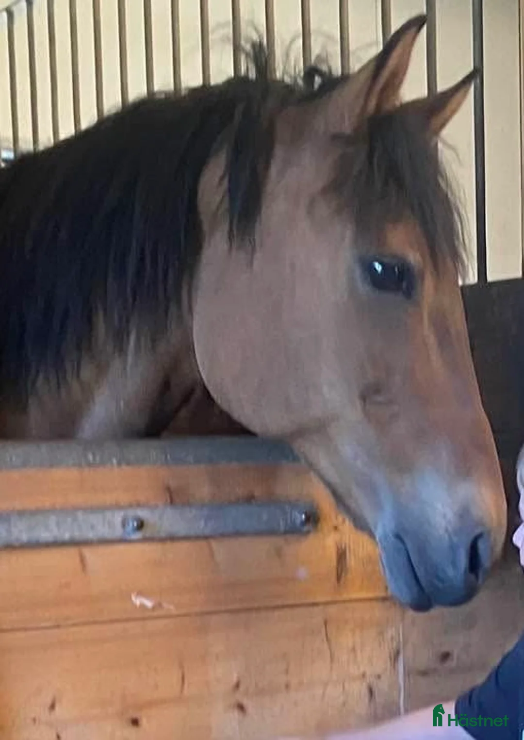 Allround hästar till salu: Hobby häst säljes. - Annons 2