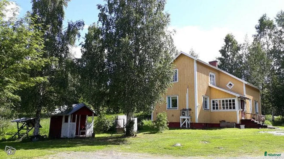 Galopp hästar sökes: Söker sto :halvblod eller fullblod projekt  - Annons 15