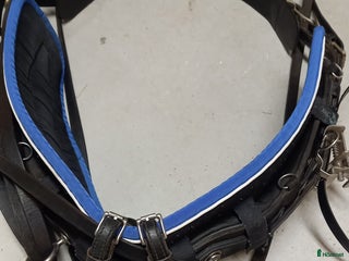 Travselar trav till salu: Travsele qh i Umeå - Annons 6