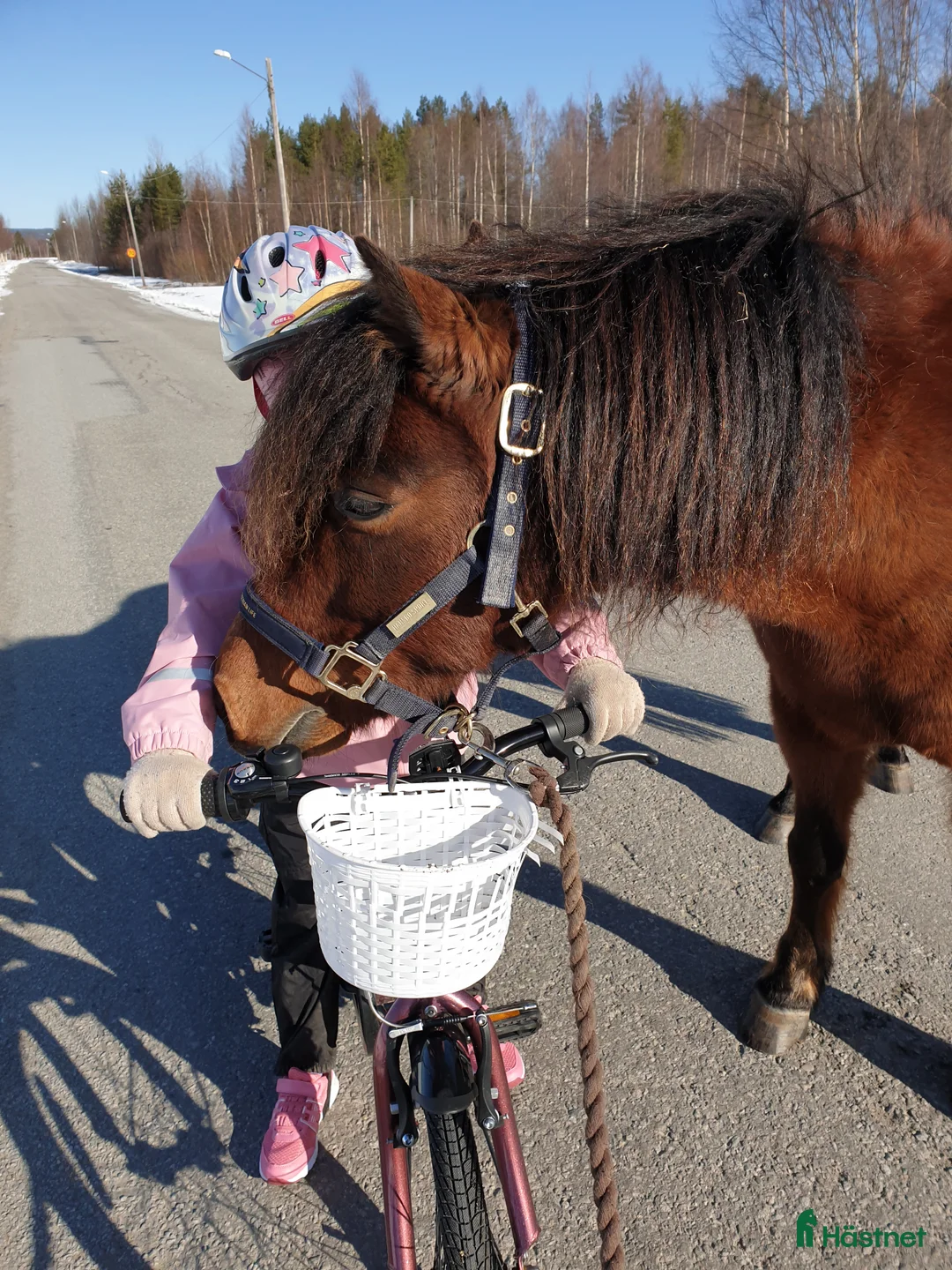 Allround hästar till salu: Söt och snäll b-ponny  i Nordmaling - Annons 2