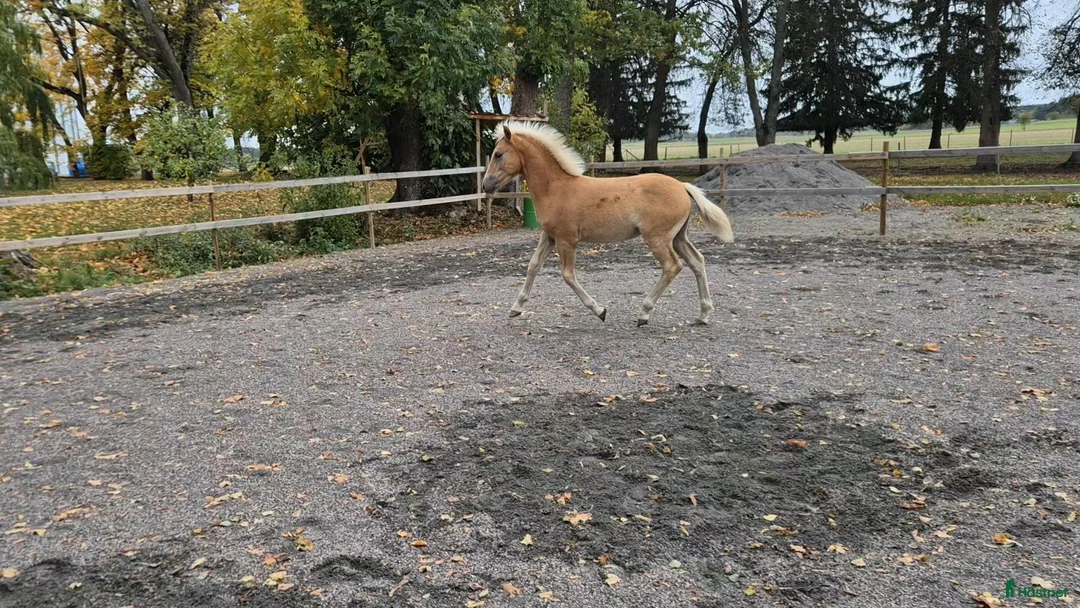 Allround hästar till salu: Snyggt haflinger hingstföl  - Annons 2