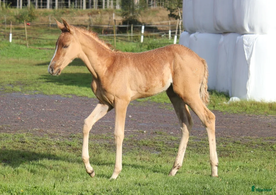 Allround hästar till salu: Något utöver det vanliga - Annons 2