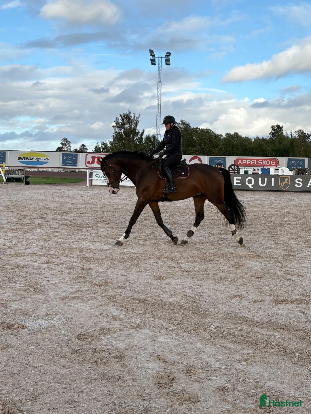 Hoppning hästar till salu: Lovande 5åring  - Annons 1