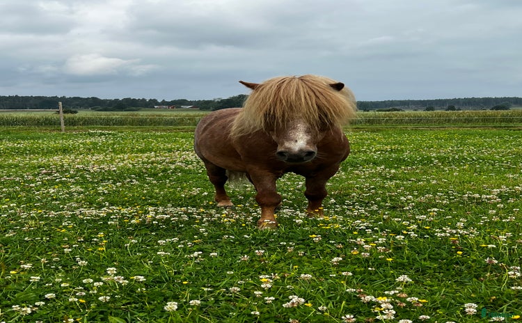  hästar i Grödinge - Annons 5