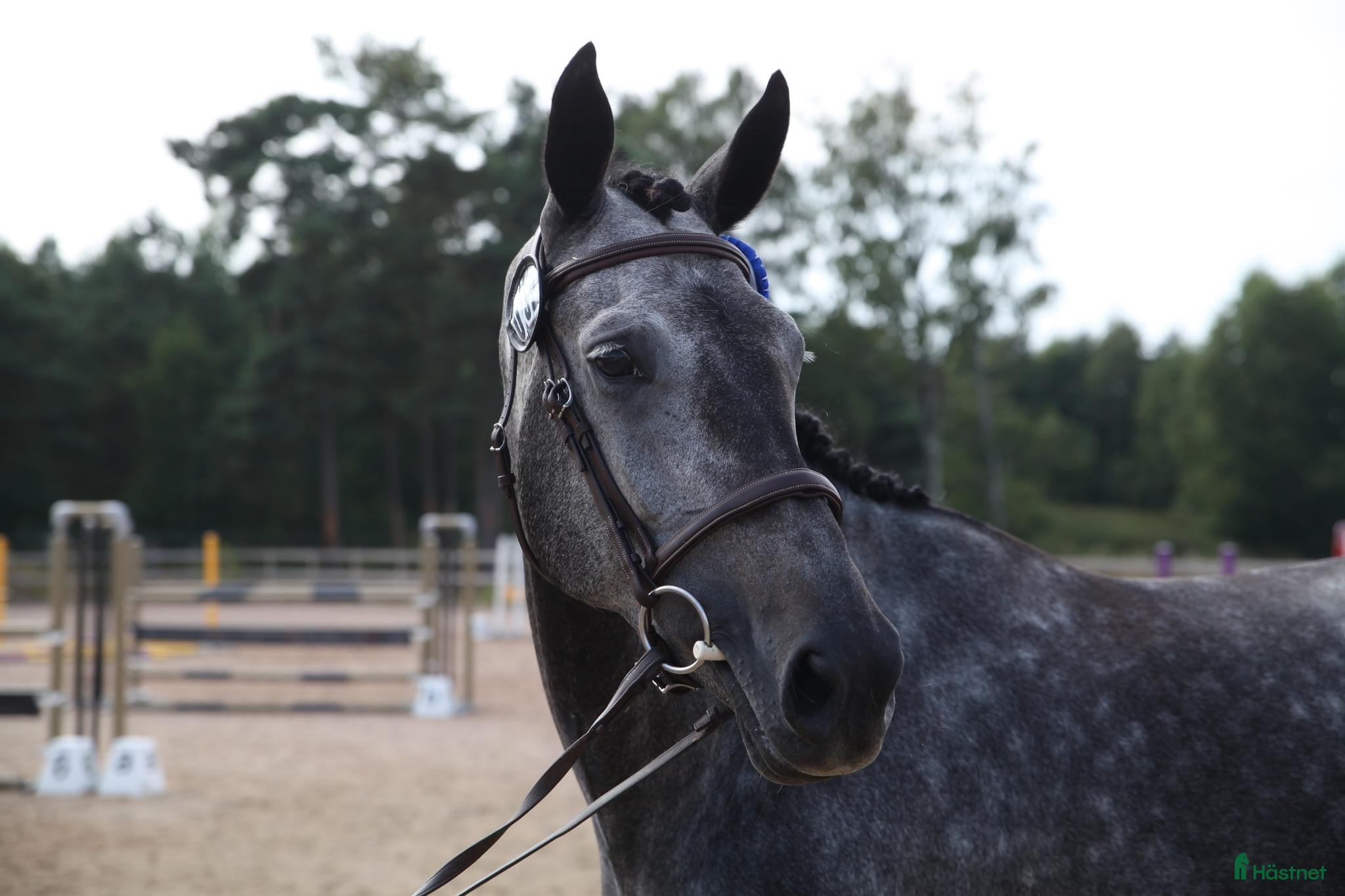  hästar Vackert avelssto  - Annons 1