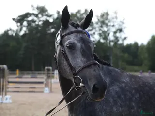 hästar Vackert avelssto - Annons 1