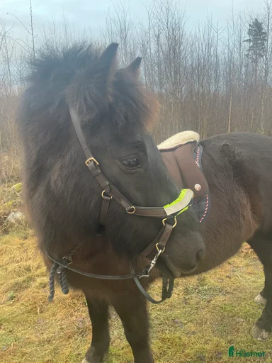 Galleribild {{count}}