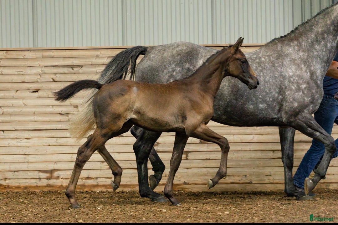 Hoppning hästar till salu: Fantastisk stoföl med stor potential  i Nyköping - Annons 3